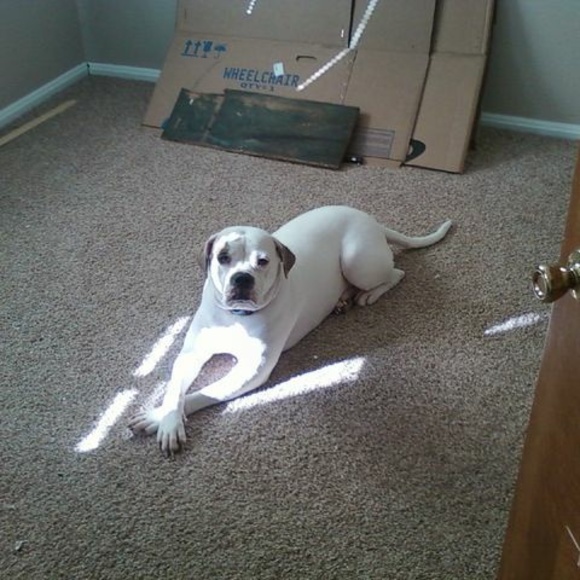 Meet your Posher, Dennis - Picture 1 of 1